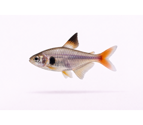 Gul Fantom Tetra - Hyphessobrycon roseus