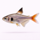 Gul Fantom Tetra - Megalamphodus roseus /Hyphessobrycon sweglesi
