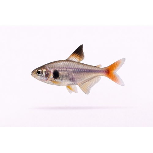 Gul Fantom Tetra - Hyphessobrycon roseus