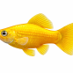 Gul Sphenops Molly - Poecilia sphenops “Gold”