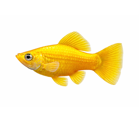 Gul Sphenops Molly - Poecilia sphenops “Gold”