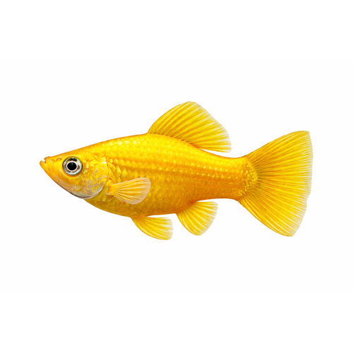Gul Sphenops Molly - Poecilia sphenops “Gold”
