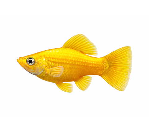 Gul Sphenops Molly - Poecilia sphenops “Gold”