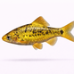 Guld Barbe - Barbodes semifasciolatus “Gold”