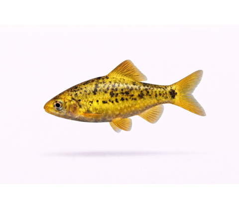 Guld Barbe - Barbodes semifasciolatus “Gold”/ Puntius semifasciolatus