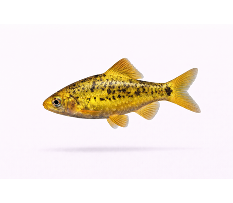 Guld Barbe - Barbodes semifasciolatus “Gold”