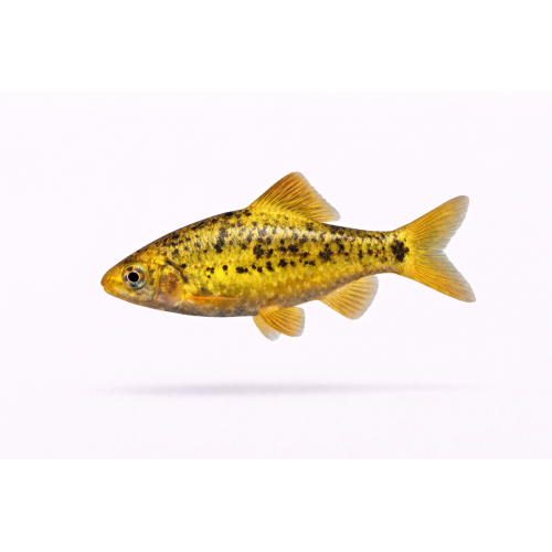 Guld Barbe - Barbodes semifasciolatus “Gold”/ Puntius semifasciolatus