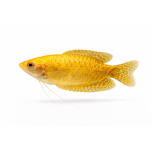 Guld Gurami - Trichopodus trichopterus / Trichogaster trichopterus