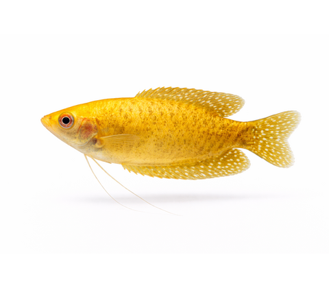 Guld Gurami - Trichopodus trichopterus / Trichogaster trichopterus