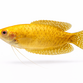 Guld Gurami - Trichopodus trichopterus / Trichogaster trichopterus