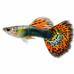 Guppy Han - Poecilia reticulata