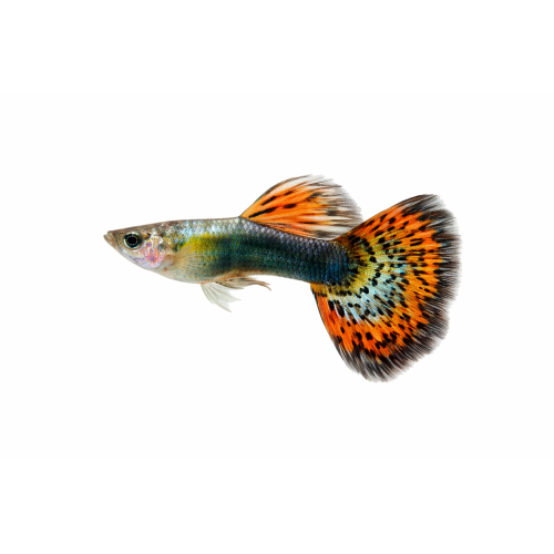 Guppy Han - Poecilia reticulata