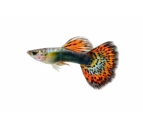 Guppy Han - Poecilia reticulata