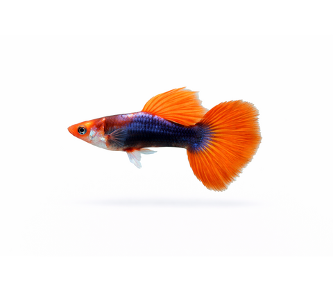 Guppy Koi Tuxedo - Poecilia reticulata