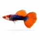 Guppy Koi Tuxedo - Poecilia reticulata