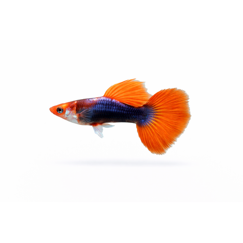 Guppy Koi Tuxedo - Poecilia reticulata