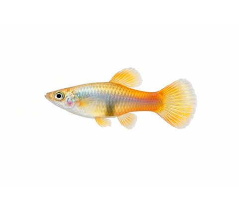 Guppy mix - Poecilia reticulata