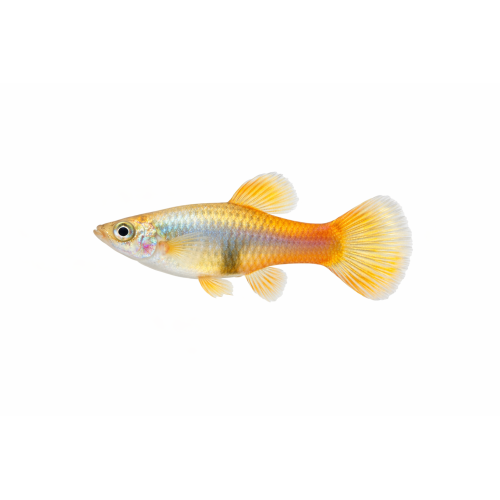 Guppy mix - Poecilia reticulata