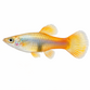 Guppy mix - Poecilia reticulata