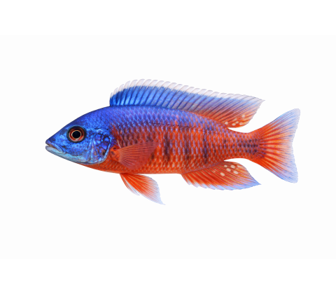 Hinderi - Protomelas Hinderi