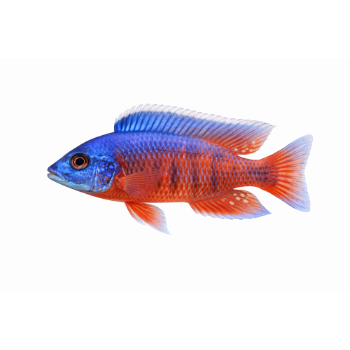 Hinderi - Protomelas Hinderi