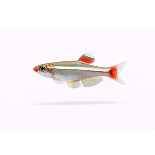 Hvid Skybjerg - Tanichthys albonubes