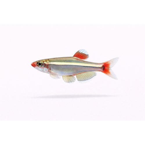 Hvid Skybjerg - Tanichthys albonubes