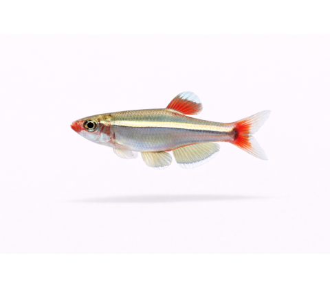 Hvid Skybjerg - Tanichthys albonubes