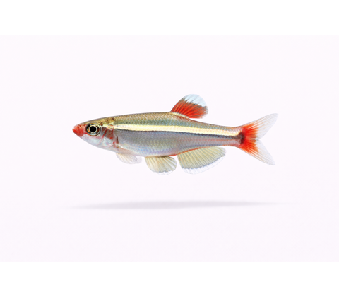 Hvid Skybjerg - Tanichthys albonubes