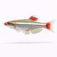 Hvid Skybjerg - Tanichthys albonubes