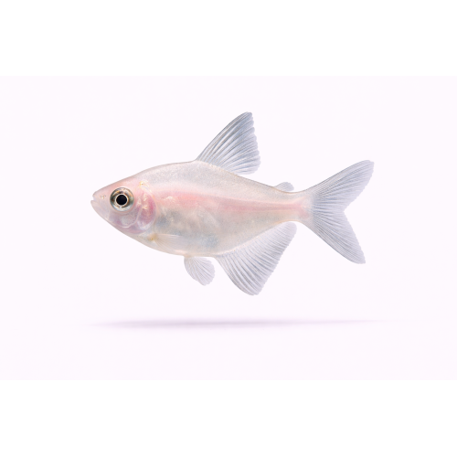 Hvid Tetra /  Gold Widow Tetra - Gymnocorymbus ternetzi