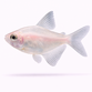 Hvid Tetra - Gymnocorymbus ternetzi var. Hvid