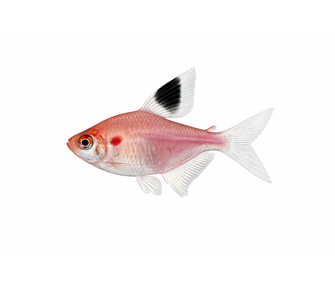 Hvidfinnet Rosen Tetra - Hyphessobrycon bentosi