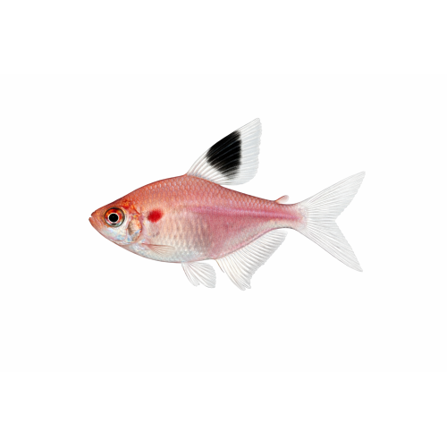 Hvidfinnet Rosen Tetra - Hyphessobrycon bentosi