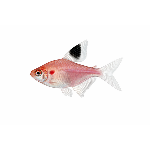 Hvidfinnet Rosen Tetra - Hyphessobrycon bentosi