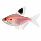 Hvidfinnet Rosen Tetra - Hyphessobrycon bentosi