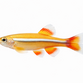 Hvid skybjerg guld variant - Tanichthys albonubes "Gold"
