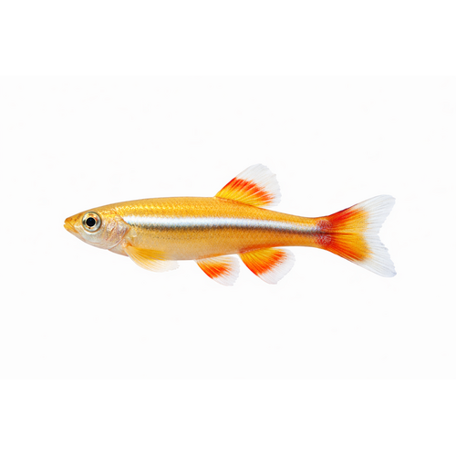 Hvid skybjerg guld variant - Tanichthys albonubes "Gold"