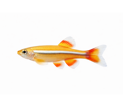 Hvid skybjerg guld variant - Tanichthys albonubes "Gold"
