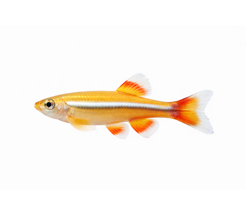 Hvidsky bjerg guld variant - Tanichthys albonubes