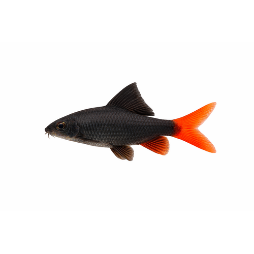 Ildhale Labeo - Epalzeorhynchos bicolor