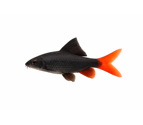 Ildhale Labeo - Epalzeorhynchos bicolor