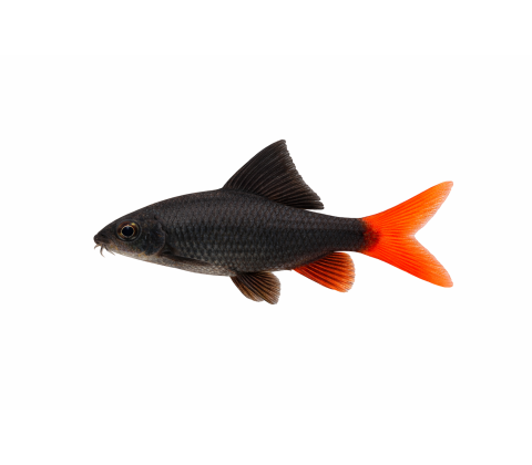 Ildhale Labeo - Epalzeorhynchos bicolor