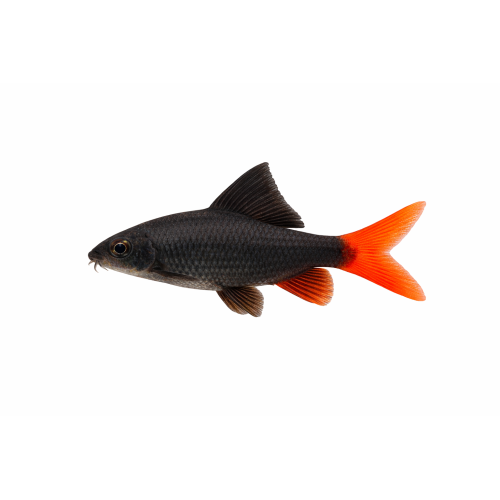 Ildhale Labeo - Epalzeorhynchos bicolor