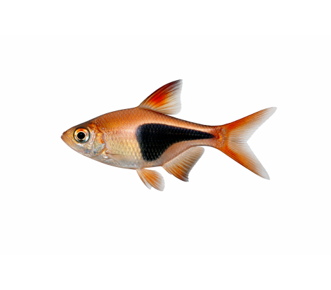 Kileplet - Trigonostigma heteromorpha