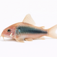 Kobberpansermalle - Corydoras aeneus