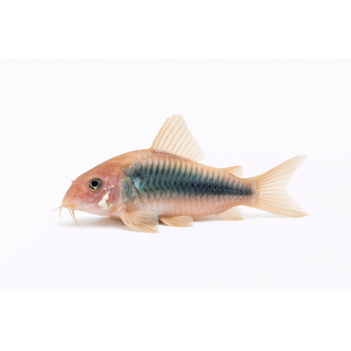 Kobberpansermalle - Corydoras aeneus