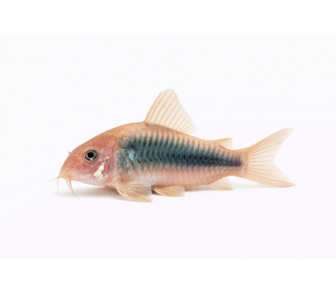 Kobberpansermalle - Corydoras aeneus