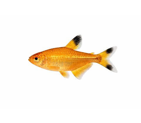 Kobber Tetra - Hasemania nana