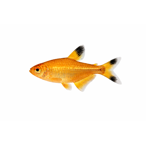 Kobber Tetra - Hasemania nana